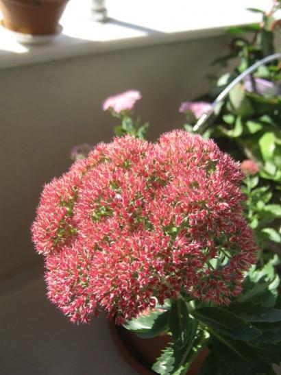 Name:  s. telephium.jpg
Views: 869
Size:  37.6 KB