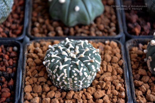 Name:  Astrophytum Asterias super kabuto v-type.jpg
Views: 2238
Size:  51.8 KB