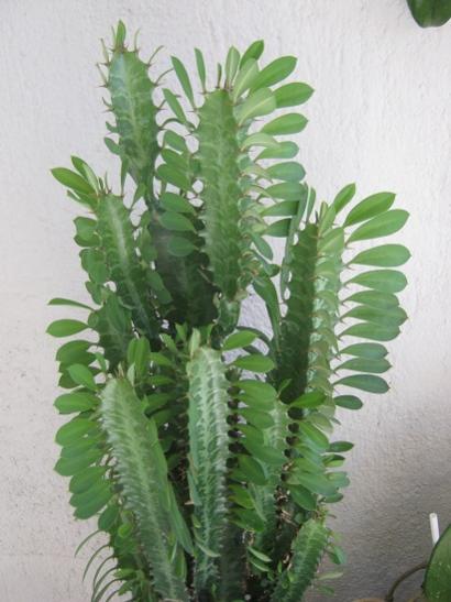 Name:  e. trigona.jpg
Views: 832
Size:  36.1 KB