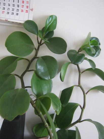 Name:  peperomia1.jpg
Views: 750
Size:  25.1 KB