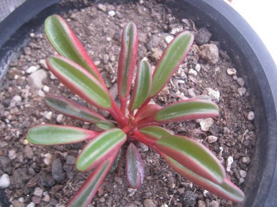Name:  peperomia.jpg
Views: 756
Size:  43.3 KB