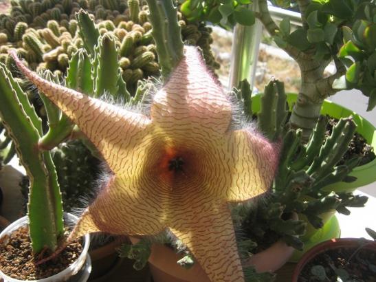 Name:  s. gigantea.jpg
Views: 809
Size:  46.3 KB