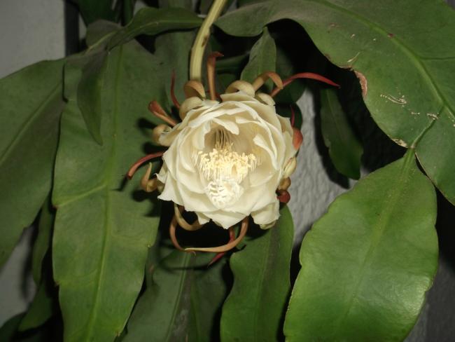 Name:  DSCF1842.jpg
Views: 372
Size:  34.1 KB