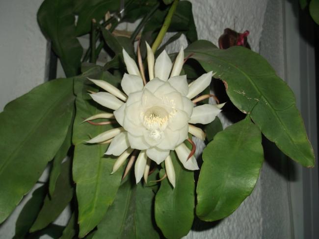 Name:  DSCF1848.jpg
Views: 340
Size:  35.1 KB