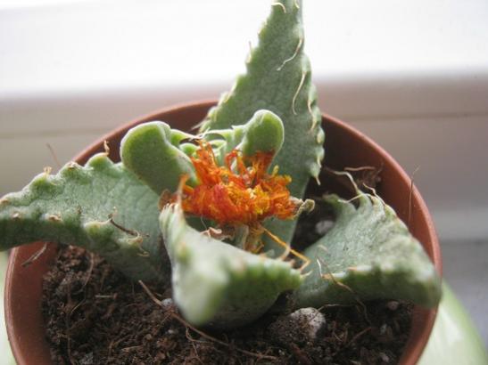 Name:  faucariatigrina.jpg
Views: 727
Size:  27.6 KB