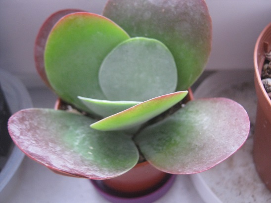Name:  k.thyrsiflora.jpg
Views: 728
Size:  60.2 KB