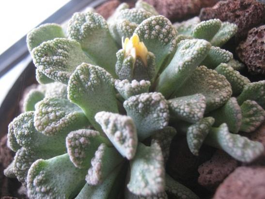 Name:  titanopsis.jpg
Views: 704
Size:  39.7 KB