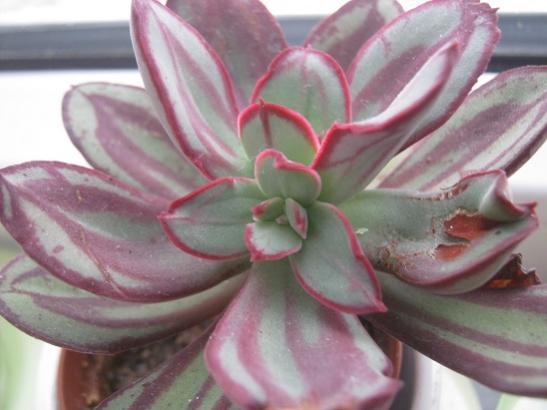 Name:  echeveria nodulosa.jpg
Views: 699
Size:  30.6 KB