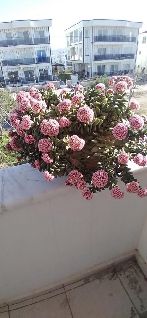 Name:  20210222_102714_copy_768x1660.jpg
Views: 181
Size:  79.3 KB