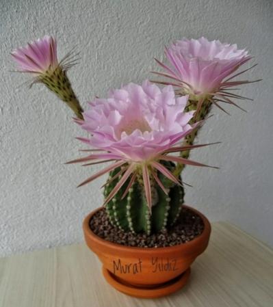Name:  9 (1).jpg
Views: 164
Size:  25.4 KB