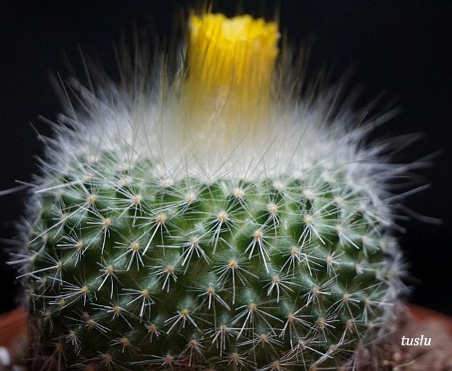 Name:  pchrysacanthionb.jpg
Views: 380
Size:  52.1 KB