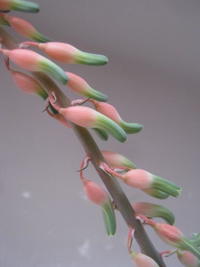 Name:  gasteria.jpg
Views: 554
Size:  65.1 KB