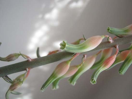 Name:  gasteria1.jpg
Views: 528
Size:  53.0 KB