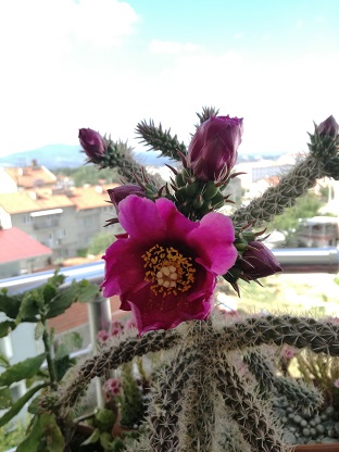 Name:  c. imbricata.jpg
Views: 500
Size:  57.4 KB