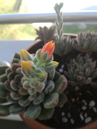 Name:  e. setosa.jpg
Views: 519
Size:  39.3 KB