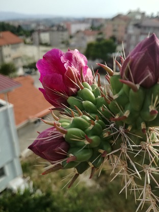 Name:  cylindropuntia imbrcata.jpg
Views: 485
Size:  54.8 KB
