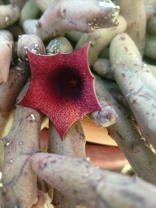 Name:  huernia p..jpg
Views: 481
Size:  55.1 KB