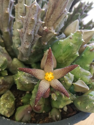 Name:  pirianthus g..jpg
Views: 488
Size:  60.7 KB