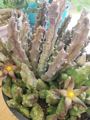 Name:  pirianthus geminatus.jpg
Views: 474
Size:  27.6 KB