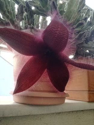 Name:  s. grandiflora.jpg
Views: 486
Size:  49.6 KB