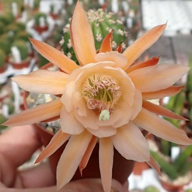 Name:  hildewintera-aureispina-hybr-minicxgh.jpg
Views: 202
Size:  46.0 KB