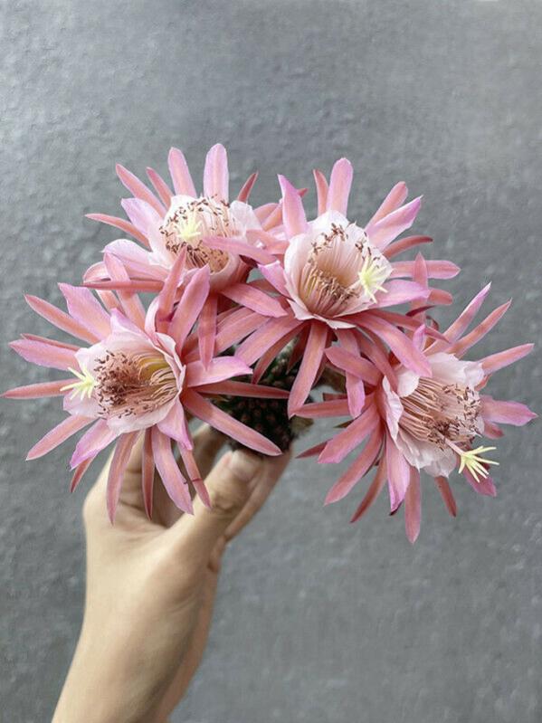 Name:  s-l1600jhl.jpg
Views: 203
Size:  61.9 KB
