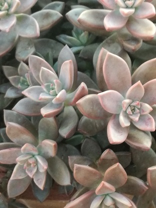 Name:  graptoveria bronze.jpg
Views: 478
Size:  54.9 KB