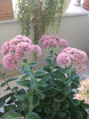 Name:  sedum telephium.jpg
Views: 482
Size:  66.6 KB