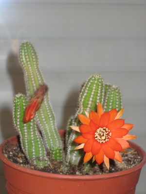 Name:  IMG_0238.JPG
Views: 1576
Size:  42.3 KB