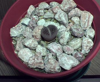 Name:  BirLithops.jpg
Views: 1145
Size:  22.6 KB