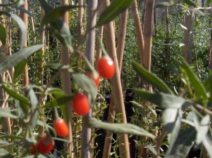Name:  egetropicgarden goji6.jpg
Views: 1271
Size:  33.0 KB