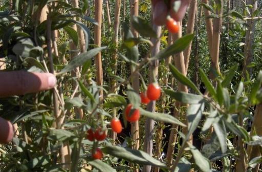 Name:  egetropicgarden goji7.jpg
Views: 1252
Size:  42.0 KB