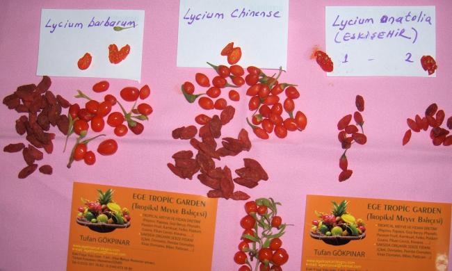 Name:  egetropical Lycium koktely.jpg
Views: 1616
Size:  40.8 KB