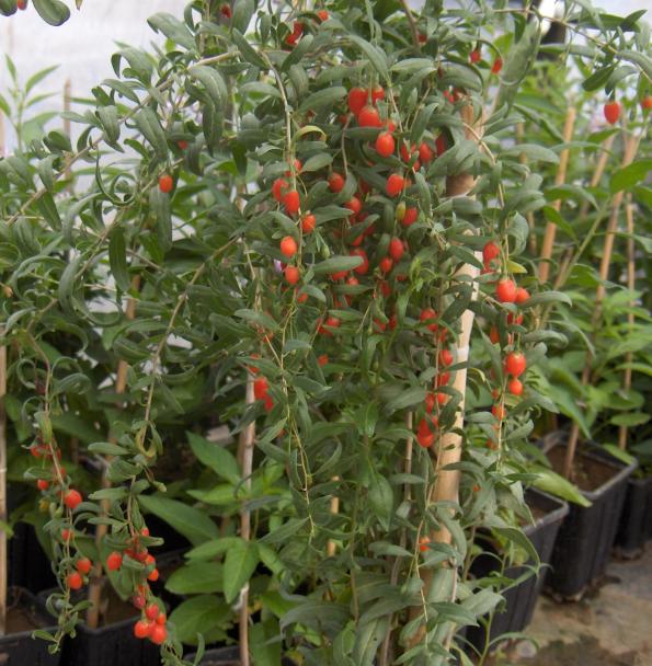 Name:  egetropicgarden goji1.jpg
Views: 4294
Size:  72.9 KB