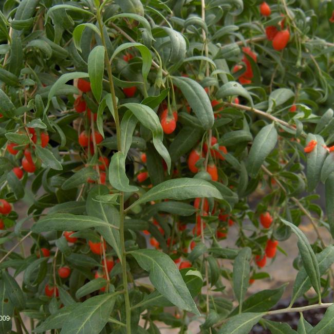 Name:  egetropicgarden goji3.jpg
Views: 3338
Size:  70.0 KB