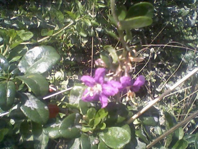 Name:  Fotoraf-0006.jpg
Views: 872
Size:  65.2 KB