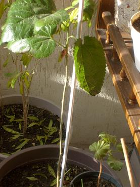 Name:  01.12.2009a.JPG
Views: 1892
Size:  56.5 KB