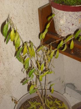 Name:  S6305844.JPG
Views: 695
Size:  56.7 KB