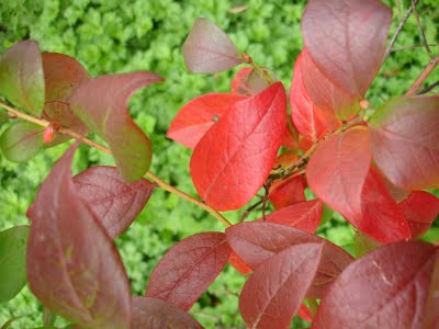 Name:  DSC00028.JPG
Views: 1481
Size:  21.7 KB