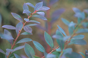 Name:  vaccinium_sunshineblue_01_VFS.jpg
Views: 1487
Size:  35.0 KB