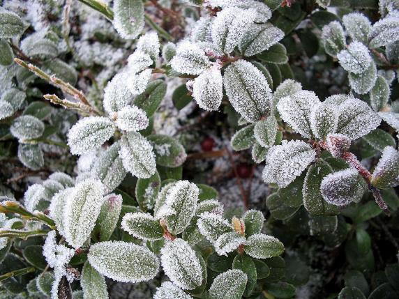 Name:  800px-Icy_LingonBerry.jpg
Views: 4188
Size:  72.4 KB