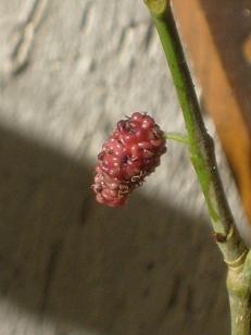 Name:  avdut2-30.12.2009.JPG
Views: 2043
Size:  43.3 KB