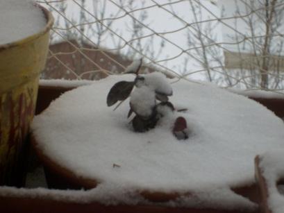 Name:  wintergreen-28.01.2010.jpg
Views: 1116
Size:  15.9 KB