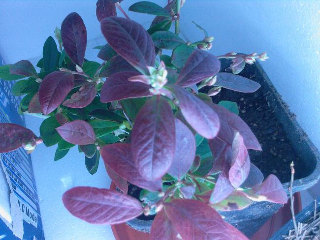 Name:  Fotoraf-0143.jpg
Views: 623
Size:  51.3 KB
