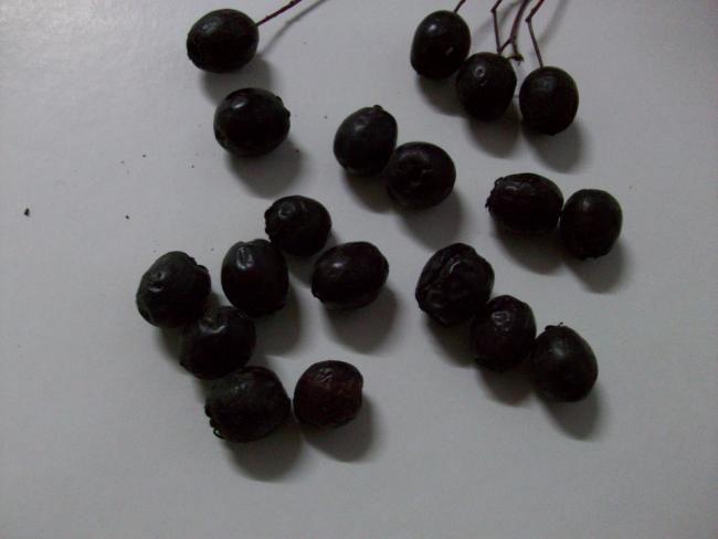 Name:  100_1701.jpg
Views: 6311
Size:  23.4 KB