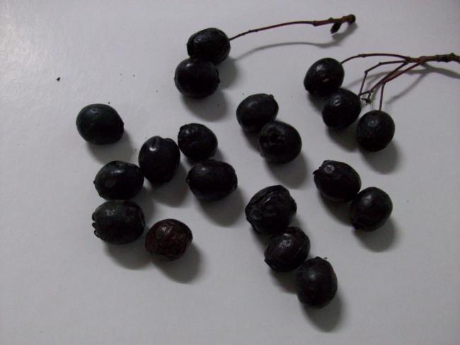 Name:  100_1704.jpg
Views: 6524
Size:  24.6 KB