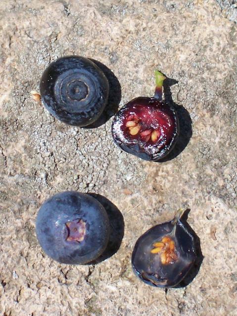 Name:  Vaccinium_myrtillus_vs_Vaccinium_uliginosum.jpg
Views: 1784
Size:  77.7 KB