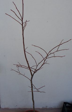 Name:  omr.yabanmersin.jpg
Views: 1012
Size:  13.5 KB