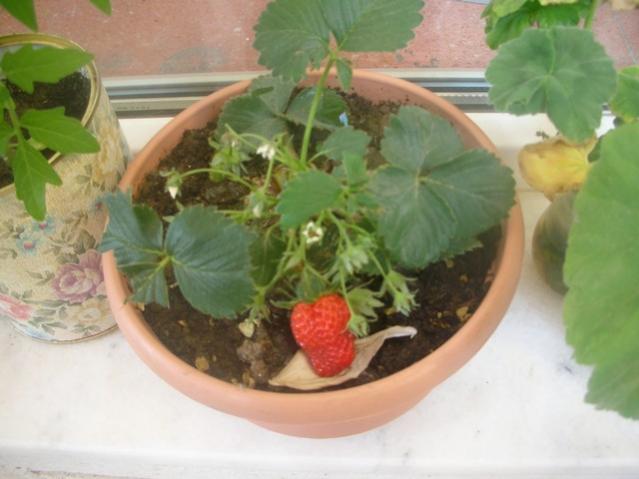 Name:  DSCN9555.jpg
Views: 2654
Size:  36.5 KB