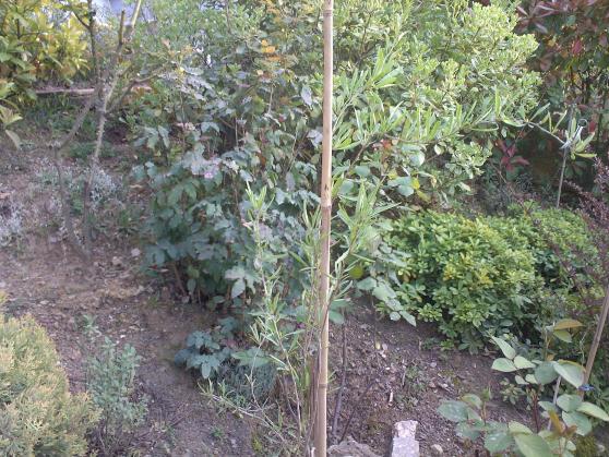 Name:  GOJBERRY 1.jpg
Views: 1125
Size:  71.6 KB